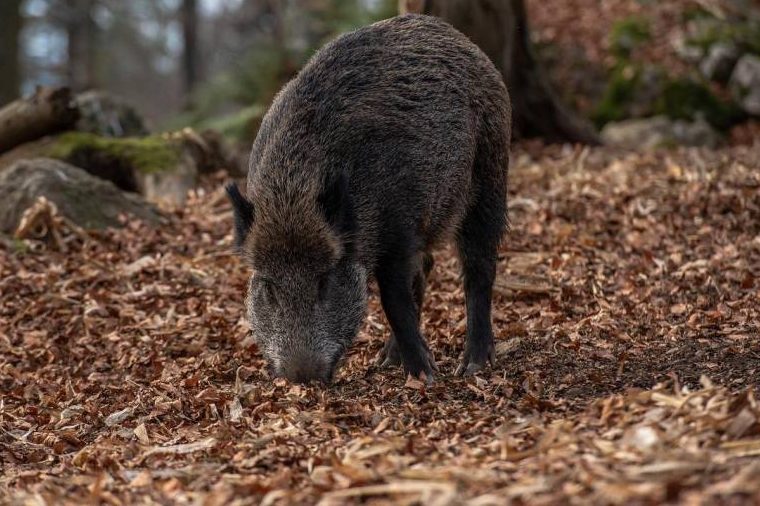 Ein Wildschwein im Wald (Symbolbild: Eszter Miller)