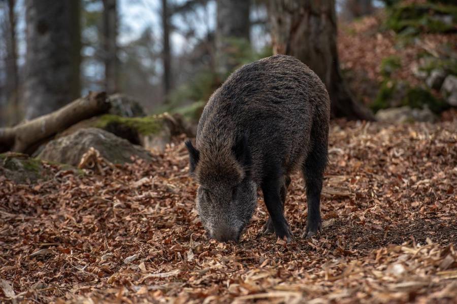 Ein Wildschwein im Wald (Symbolbild: Eszter Miller)