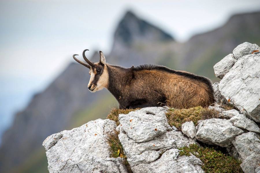 Eine auf einem Felsen liegende Gams (Beispielbild: rottonara)