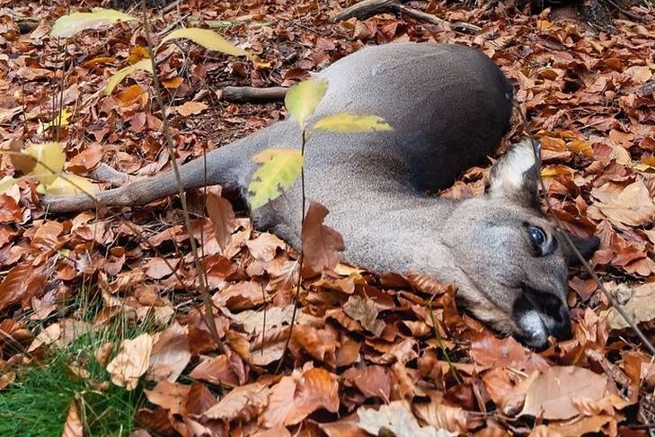 Ein verendetes Stück Rehwild in der Winterdecke. (Symbolbild: SofieLayla Thal)