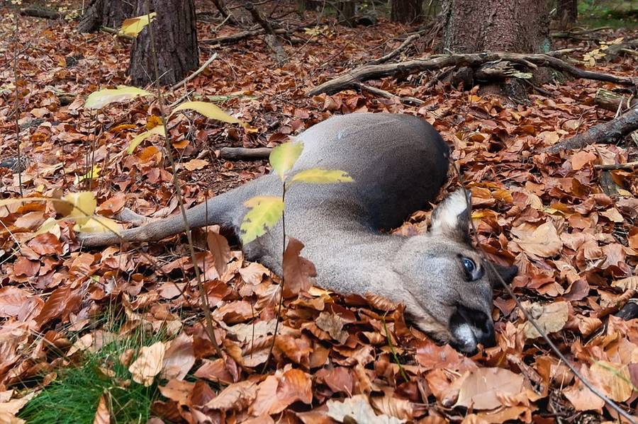 Ein verendetes Stück Rehwild in der Winterdecke. (Symbolbild: SofieLayla Thal)