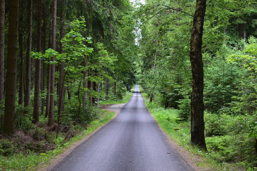 Asphaltierte Straße durch einen Wald (Symbolbild: Cornell Frühauf)