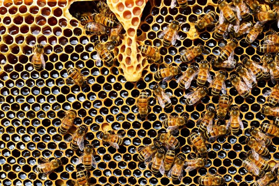 Honigbienen (Symbolbild: PollyDot)