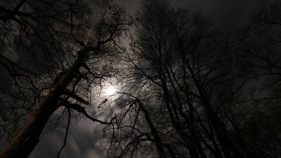 Mondschein über nächtlichem Wald (Symbolbild: Thomas Wilken)