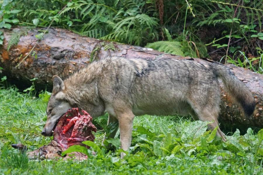 Wolf am Riss (Symbolbild: Marcel Langthim)