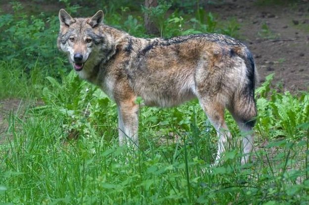 Einzelner Wolf (Symbolbild: Christel SAGNIEZ)