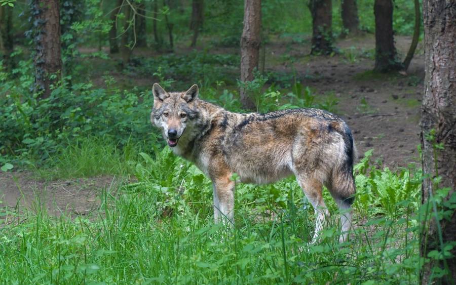 Einzelner Wolf (Symbolbild: Christel SAGNIEZ)