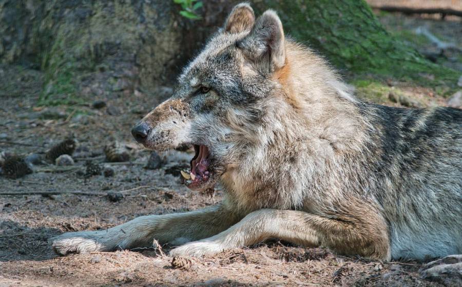 Ein liegender Wolf (Symbolbild: Manfred Antranias Zimmer)
