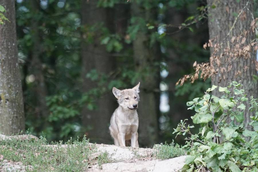 Ein Wolfswelpe (Symbolbild: Marcel Langthim)