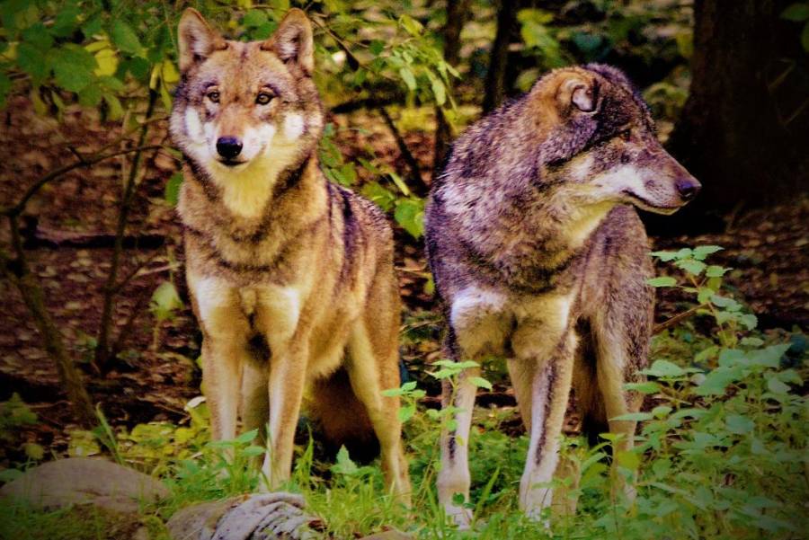 Zwei Wölfe (Symbolbild: Olle August)