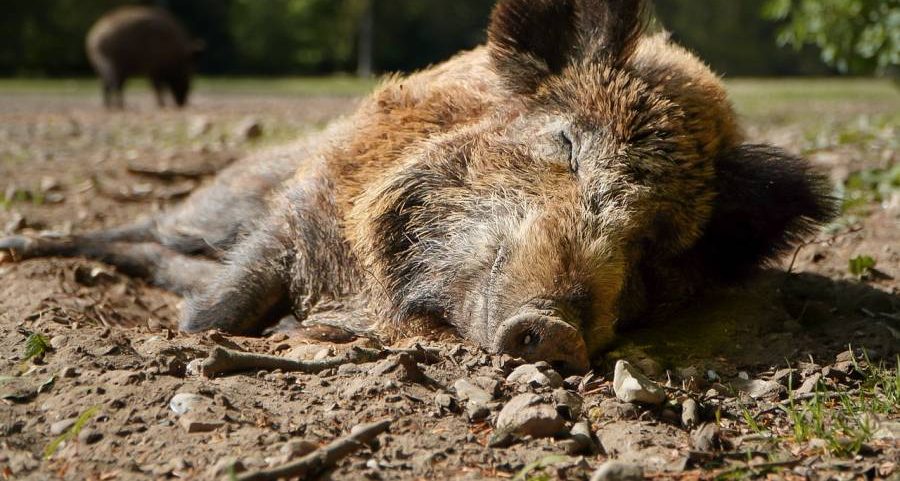 Zwei Wildschweine (Symbolbild: Marlene Krohn)