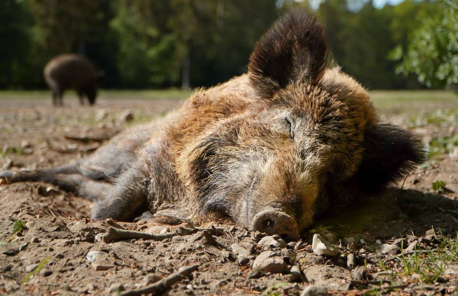 Zwei Wildschweine (Symbolbild: Marlene Krohn)