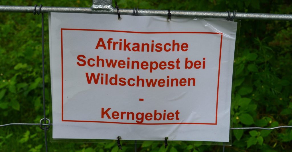 Landesweit engagieren sich die Jägerinnen und Jäger bei der Reduzierung der Schwarzwildbestände, um die weitere Ausbreitung der ASP aufzuhalten. Diese Bemühungen werden nun zum wiederholten Male von der Obersten Jagdbehörde konterkariert. (Quelle: LJVB)