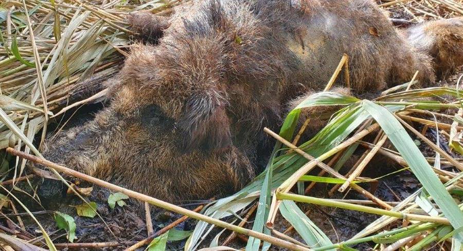 Verendeter Keiler in einem Feld. (Foto: LJVB)