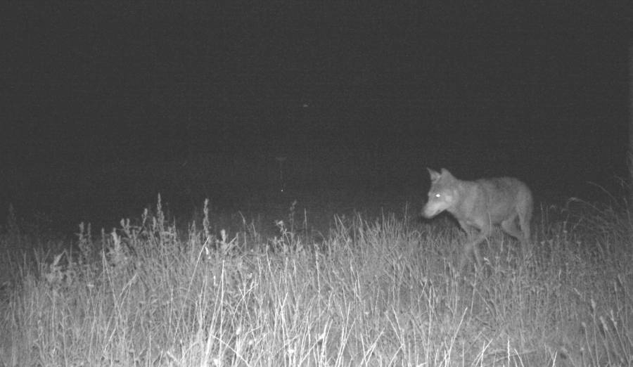 Die Wolfsfähe betritt das nächtliche Grundstück vom Feld kommend. (© Wildkamera Fachstelle Wolf / K.Schanze)