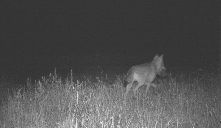 Die Wolfsfähe verlässt den Garten mit einer Solarleuchte im Maul. (© Wildkamera Fachstelle Wolf / K.Schanze)