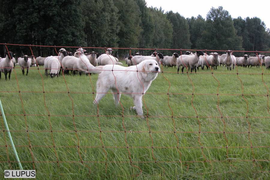 Schafherde mit einem Herdenschutzhund hinter einem Elektrozaun. (Symbolbild: © LUPUS Institut)