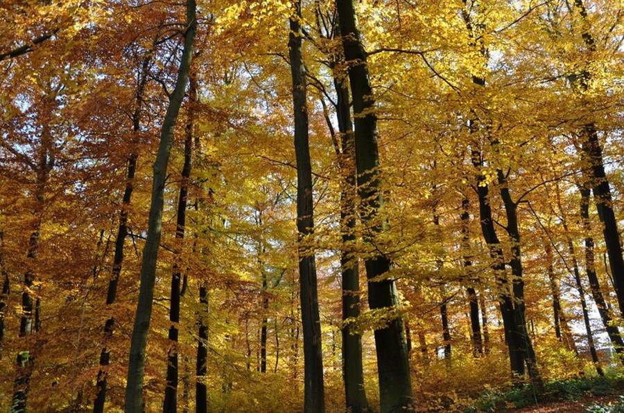 Knapp ein Fünftel der Wälder NRWs sind Buchenwälder. Hier im Herbstlaub. (Quelle: Dr. Bertram Leder, Wald und Holz NRW)