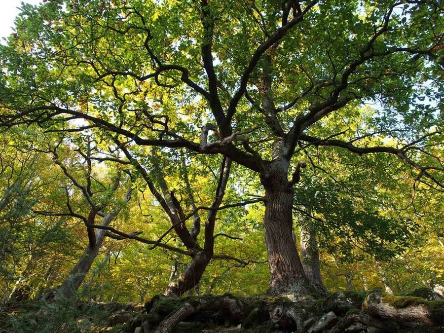 Im Eichenwald fällt etwas mehr vom Sonnenlicht auf den Waldboden (Quelle: Stefan Befeld, Wald und Holz NRW)