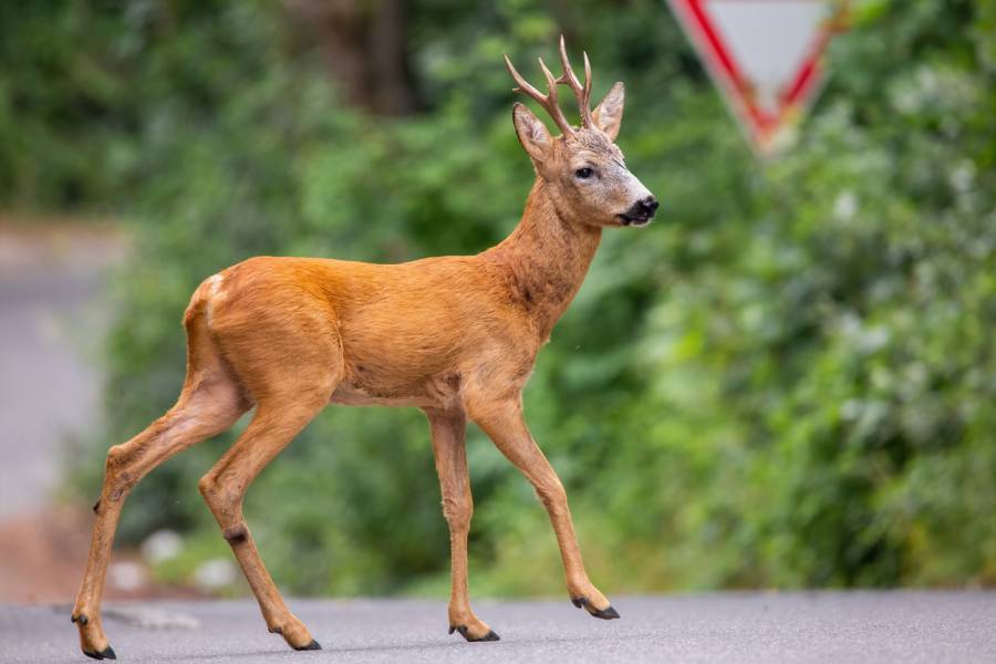 Rehbock wechselt über eine Straße mit einem Verkehrsschild im Hintergrund. (Symbolbild: iStock/JMrocek)