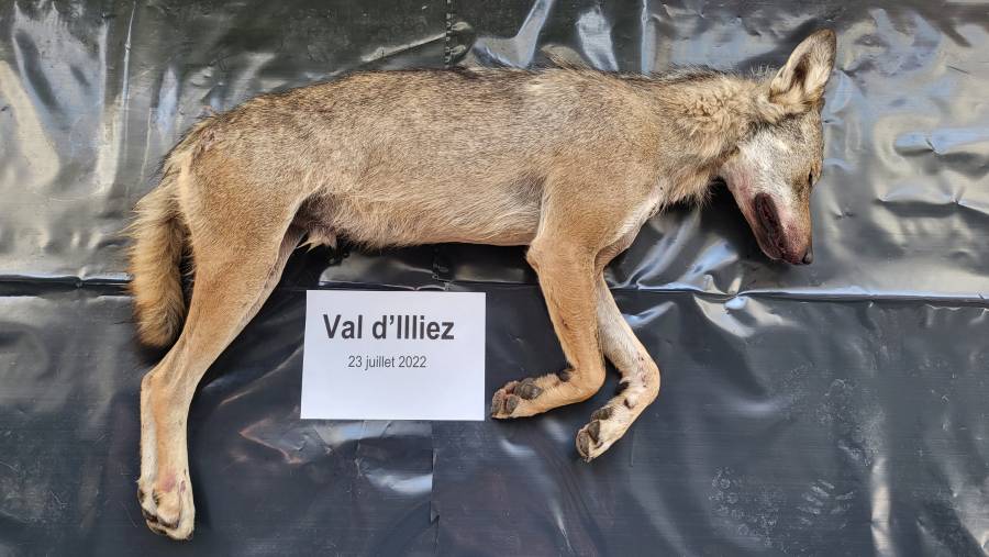 Der am 23. Juli 2022 erlegte Wolf. (Foto: Dienststelle für Jagd, Fischerei und Wildtiere)