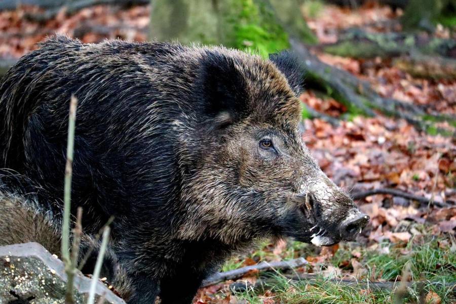 Wildschweinkeiler (Symbolbild: Thomas G.)