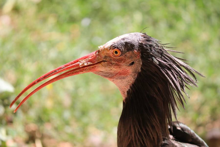 Ein Waldrapp (Symbolbild: Manfred Richter)