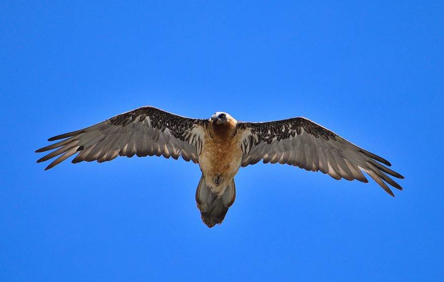 Ein Bartgeier im Flug. (Beispielbild: Dani Egli)