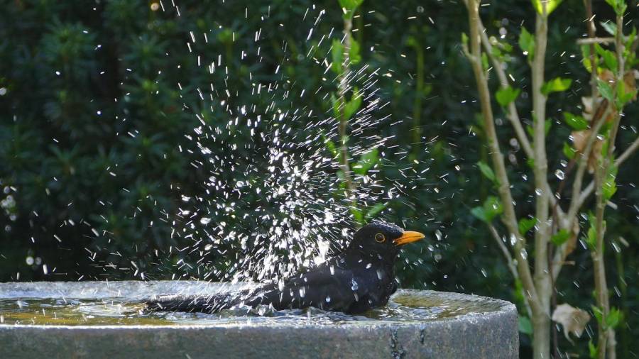 Eine Amsel badet in einer Vogeltränke. (Symbolbild: Helga Kattinger)