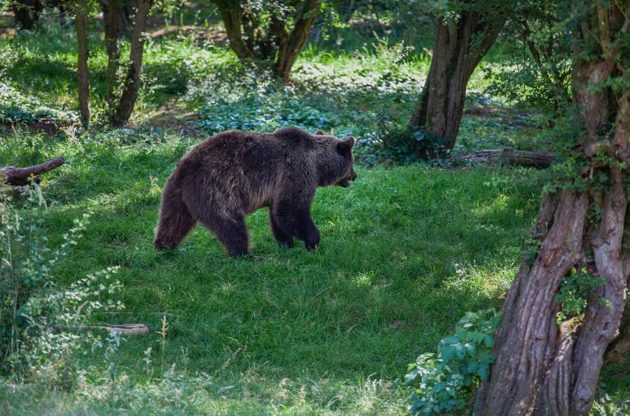 Ein Braunbär (Symbolbild: 9436196)