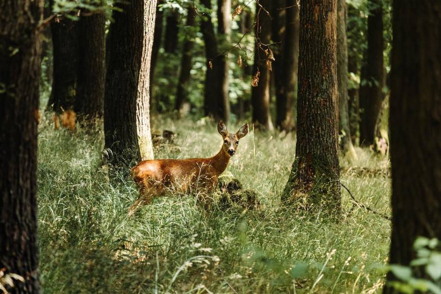 Ein Stück Rehwild im Eichenwald. (Symbolbild: Daniel Mačura)