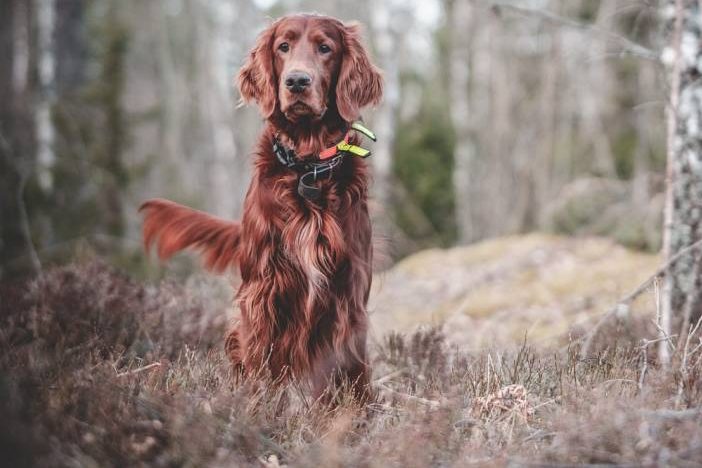 Irish Setter in einem Birkenwäldchen. (Symbolbild: Dann Aragrim)