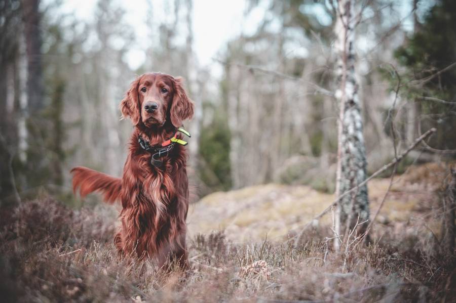 Irish Setter in einem Birkenwäldchen. (Symbolbild: Dann Aragrim)