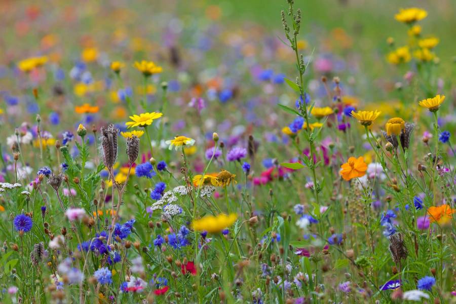 Blumenwiese. (Symbolbild: Andreas Hoja)