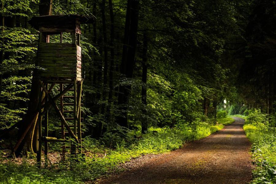 Hochsitz im Wald an einem Waldweg. (Symbolbild: Michael Horstendahl)