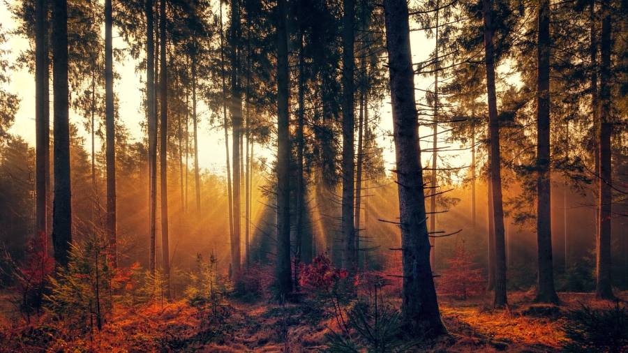 Wald im Sonnenlicht. (Symbolbild: jplenio) 