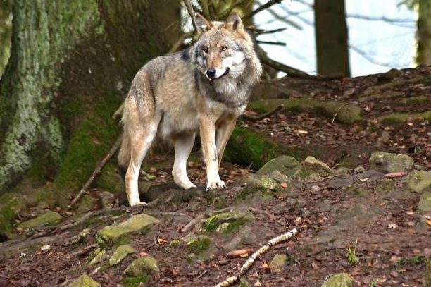 Ein Wolf an einem Hang im Wald. (Symbolbild: jggrz)