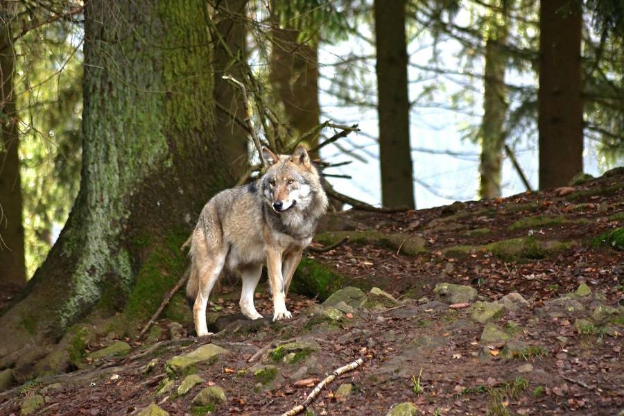 Ein Wolf an einem Hang im Wald. (Symbolbild: jggrz)