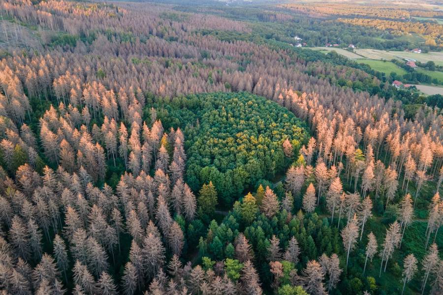 Waldsterben (Symbolbild: Colin Behrens)