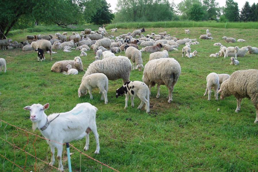 Eine Herde von Schafen und Ziegen. (Symbolbild: Marliese Zeidler)