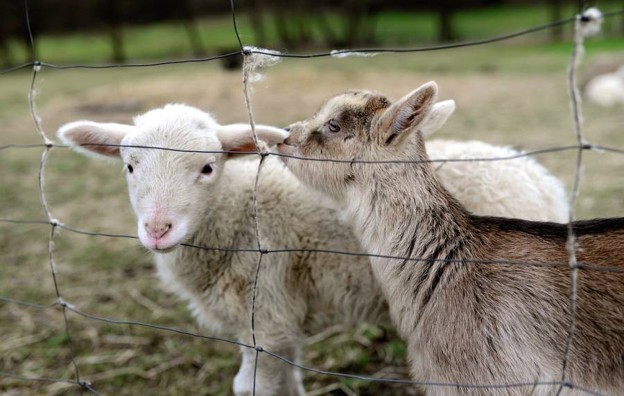 Lamm und Zicklein hinter einem Drahtzaun. (Symbolbild: congerdesign)