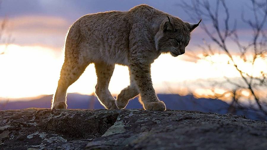 Ein Luchs auf einem Felsen bei Sonnenuntergang. (Symbolbild: Help Ukraine) 