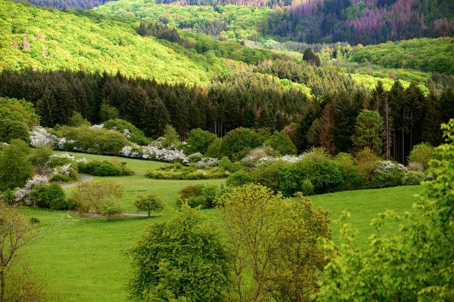 Blick auf ein Waldstück. (Symbolbild: congerdesign)