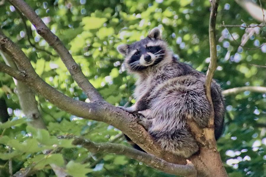 Waschbär in einem Baum sitzend. (Symbolbild: veverkolog)