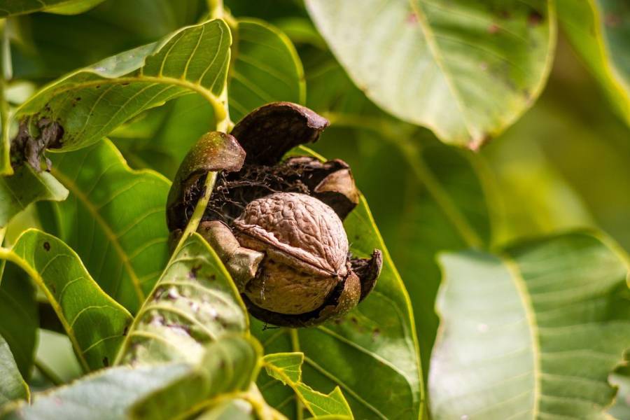 Walnuss, kurz vor dem Herabfallen vom Baum. Die ersten Walnussbäume kamen vermutlich durch die Römer vor 2000 Jahren zu uns. (Foto: Christoph Schütz)