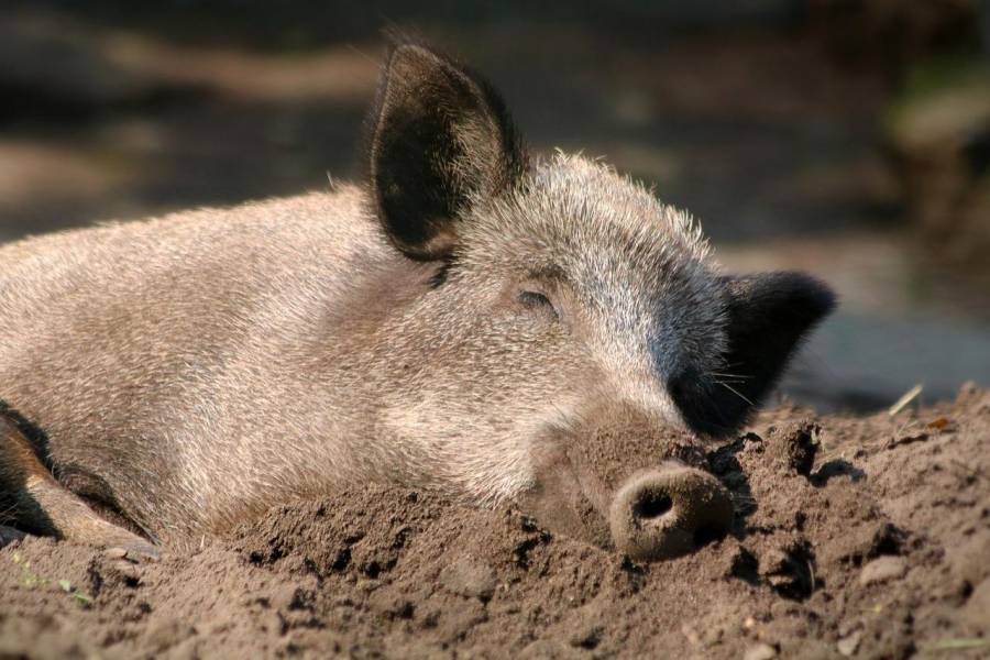 Liegendes Wildschwein (Symbolbild: katerinavulcova)