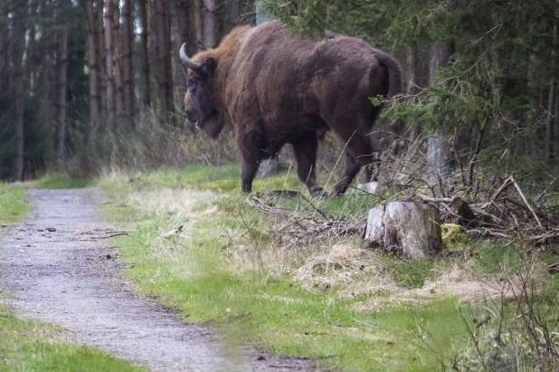 Ein Wisent. (Beispielbild: wiol5)