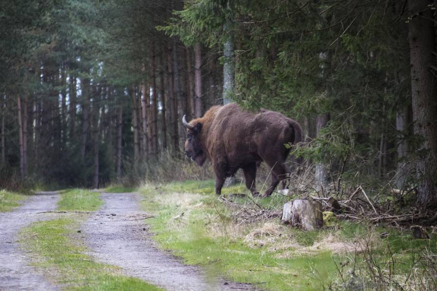 Ein Wisent. (Beispielbild: wiol5)