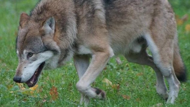 Ein ziehender Wolfsrüde. (Symbolbild: Nancy Steffens)