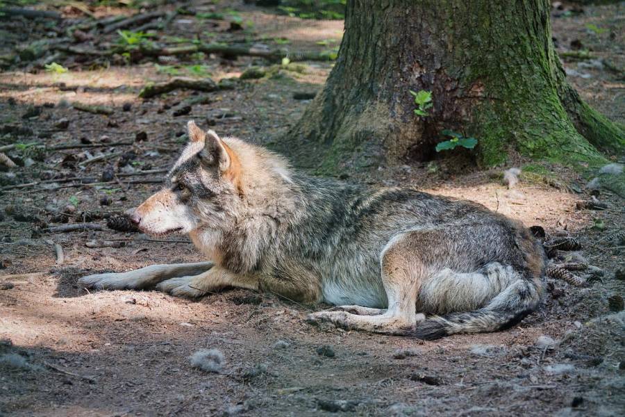 Ein liegender Wolf. (Symbolbild: Manfred Antranias Zimmer)